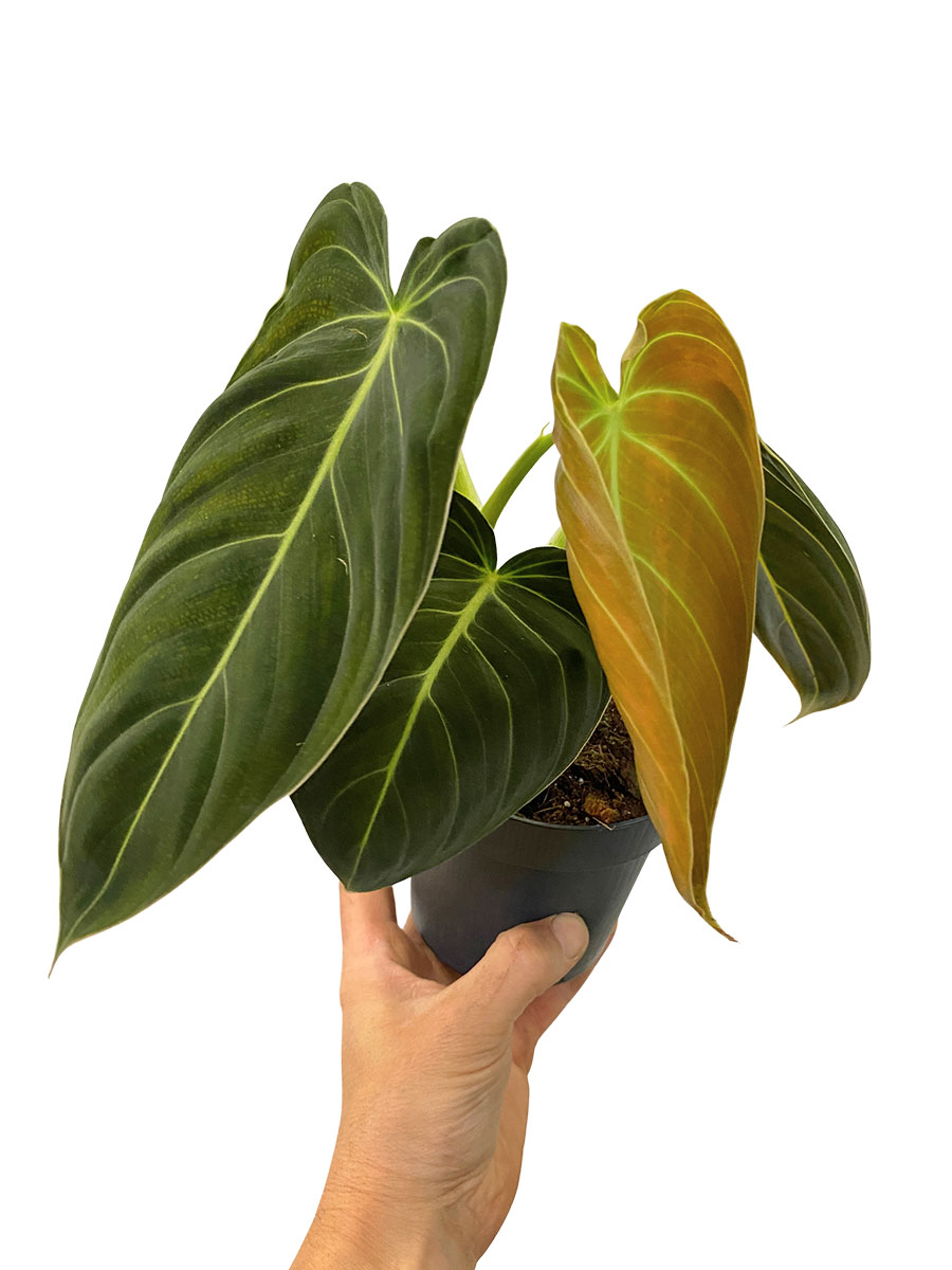 Philodendron Melanochrysum - Klein