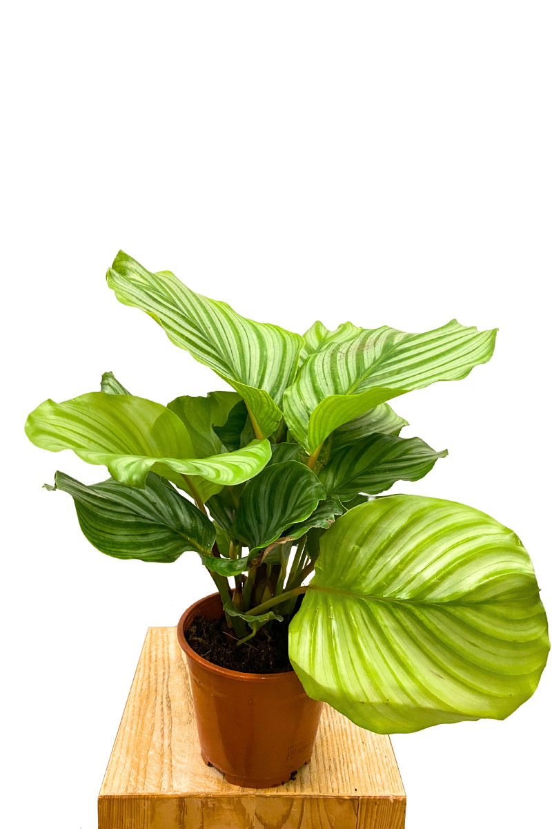 Calathea Orbifolia