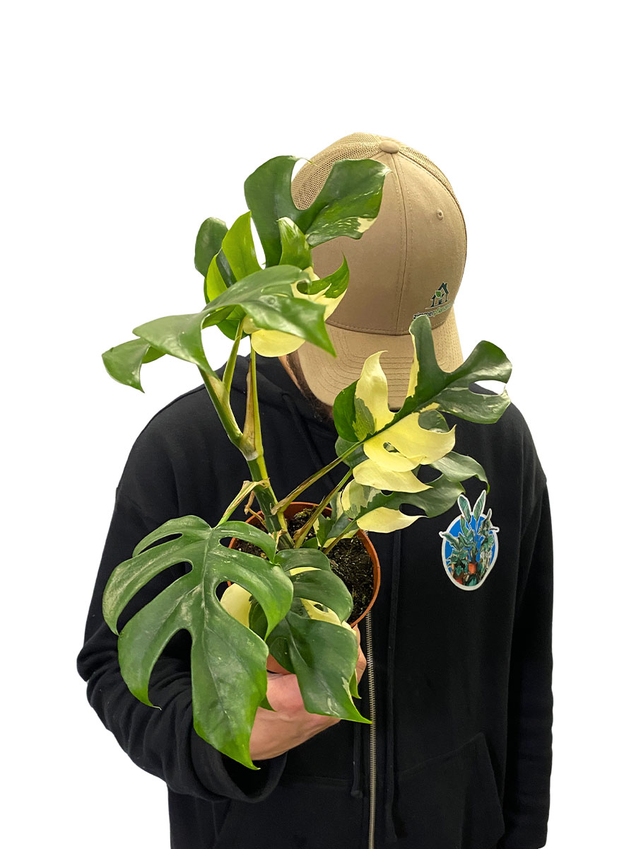 Monstera Minima Variegata