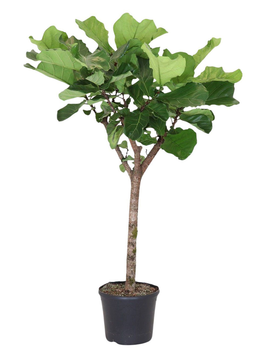 Geigenfeige Ficus lyrata Stamm - Gross