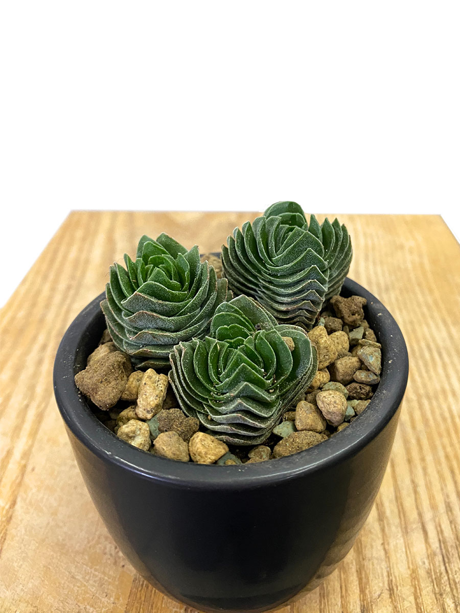 Crassula Buddha's Temple Keramik