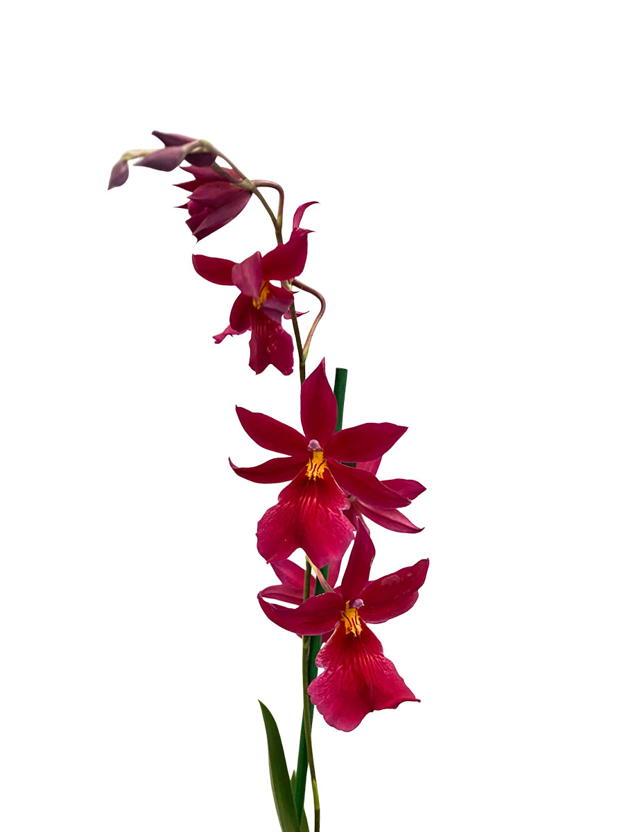 Orchidee Nelly Isler Red Velvet im Keramiktopf