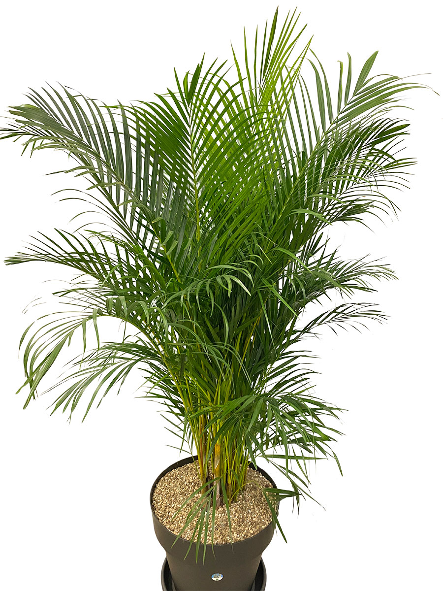 Dypsis Areca Goldfruchtpalme - Gross