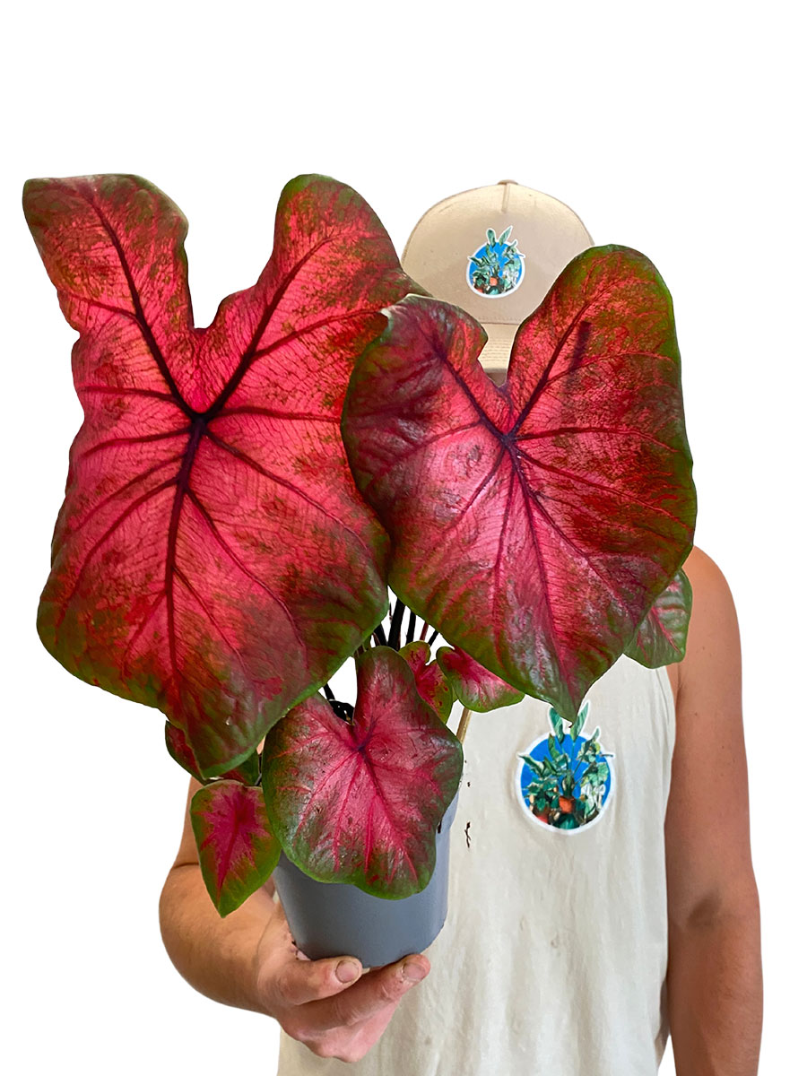 Caladium Postman Joyner