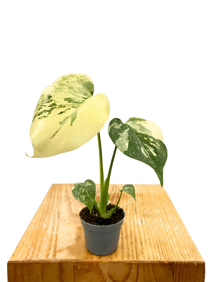 Baby Monstera Crème Brûlée
