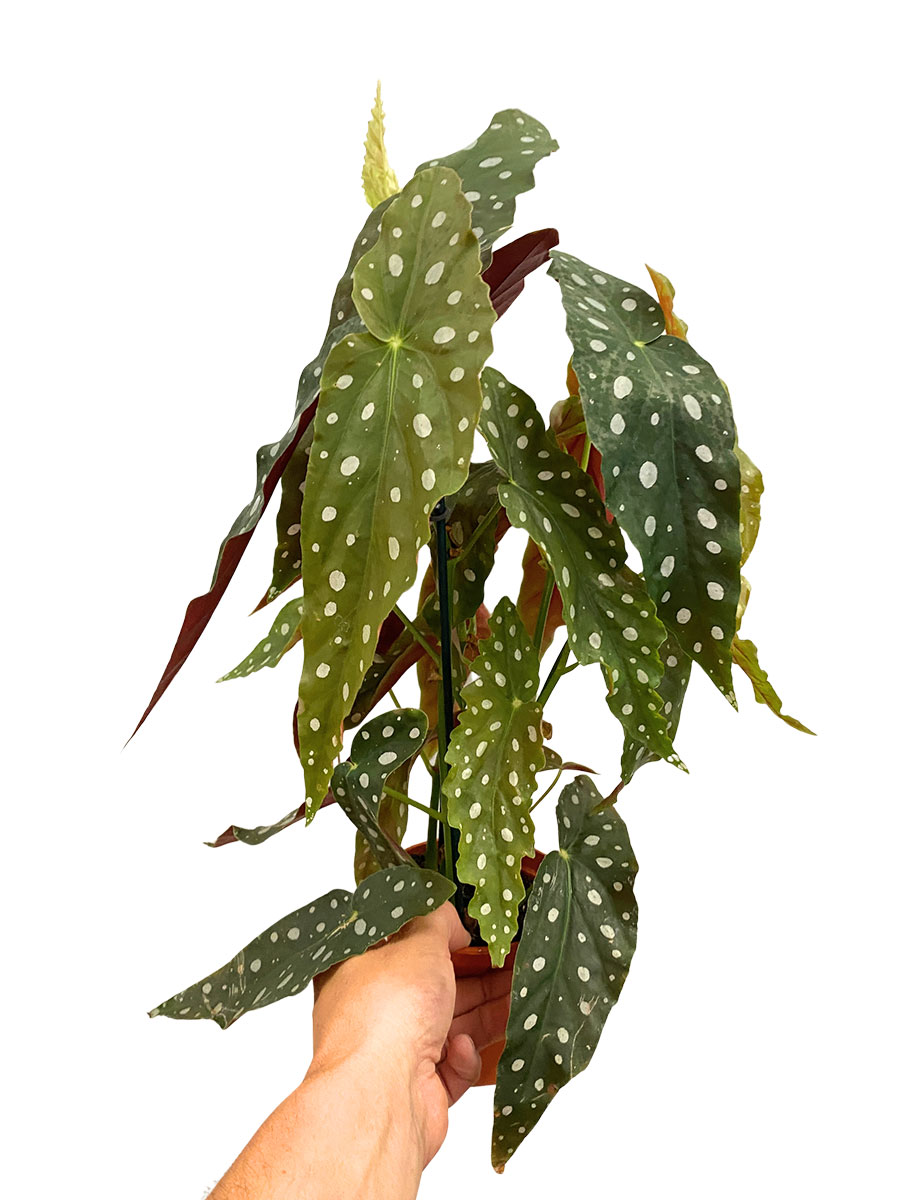 Begonia Maculata Wightii 