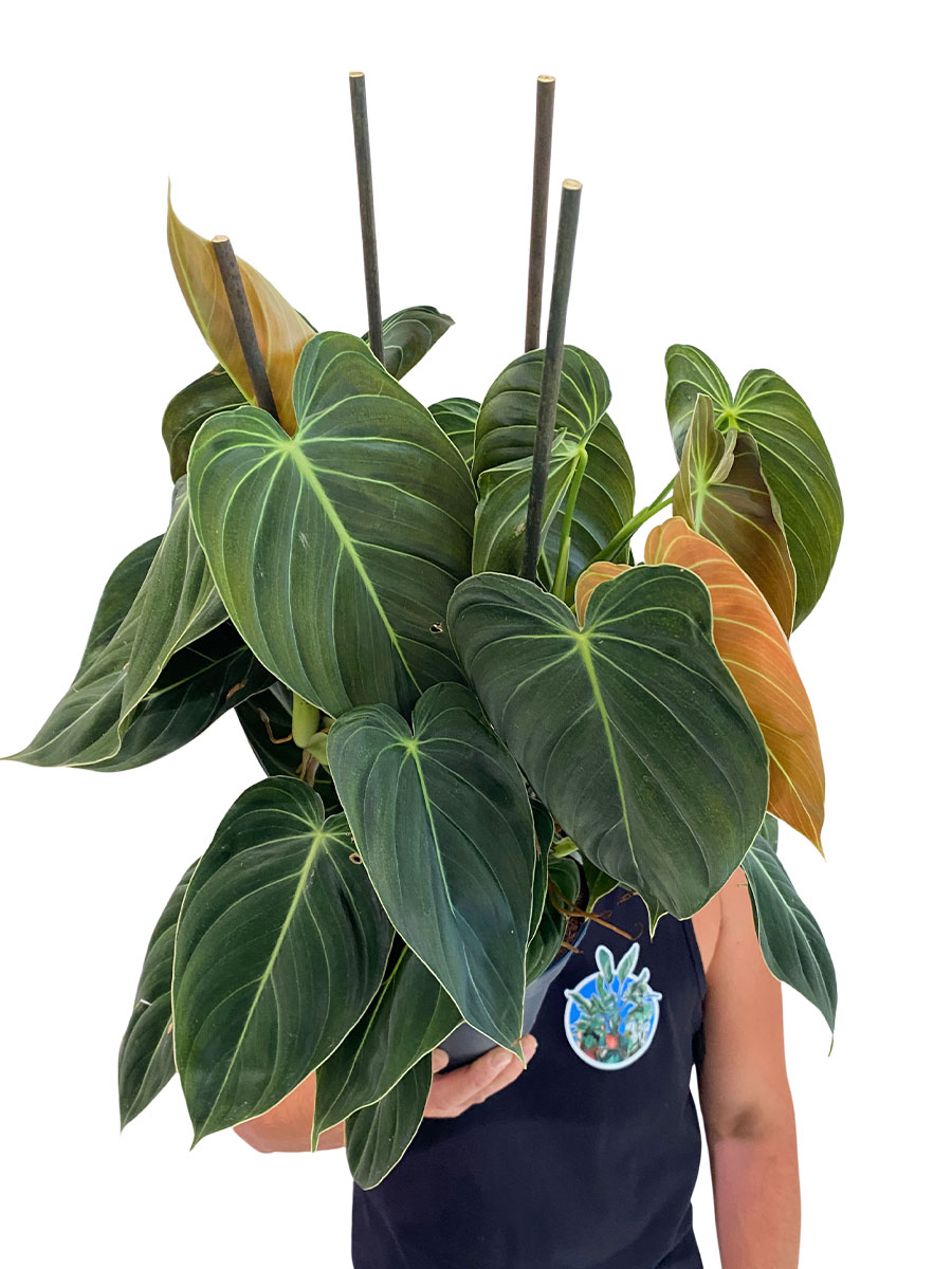 Philodendron Melanochrysum - Gross