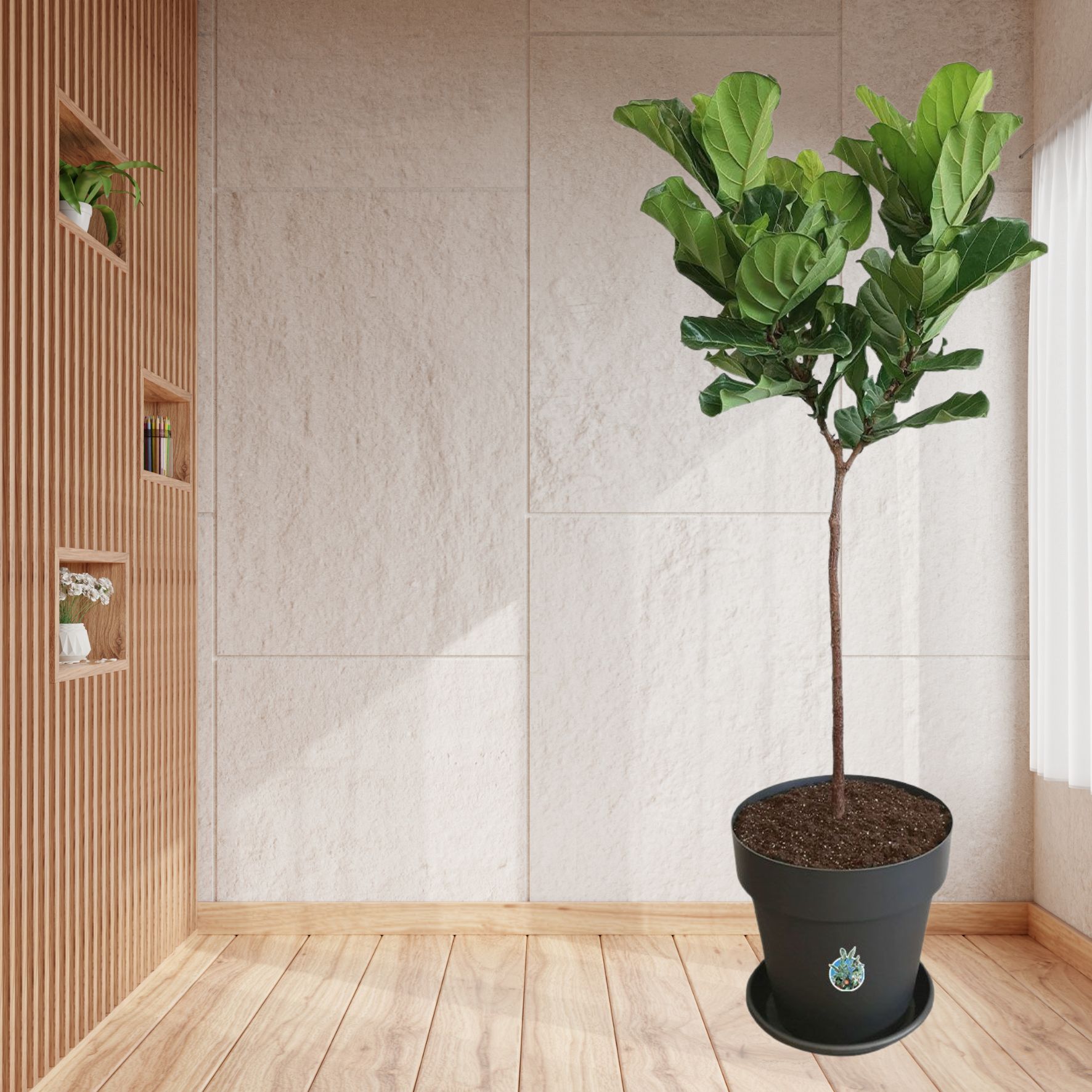 Geigenfeige Ficus lyrata Stamm - Gross