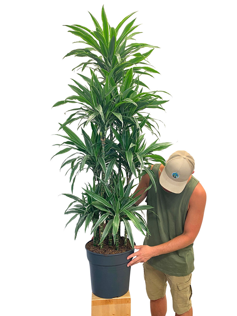 Dracaena Warneckei Karussell - Gross