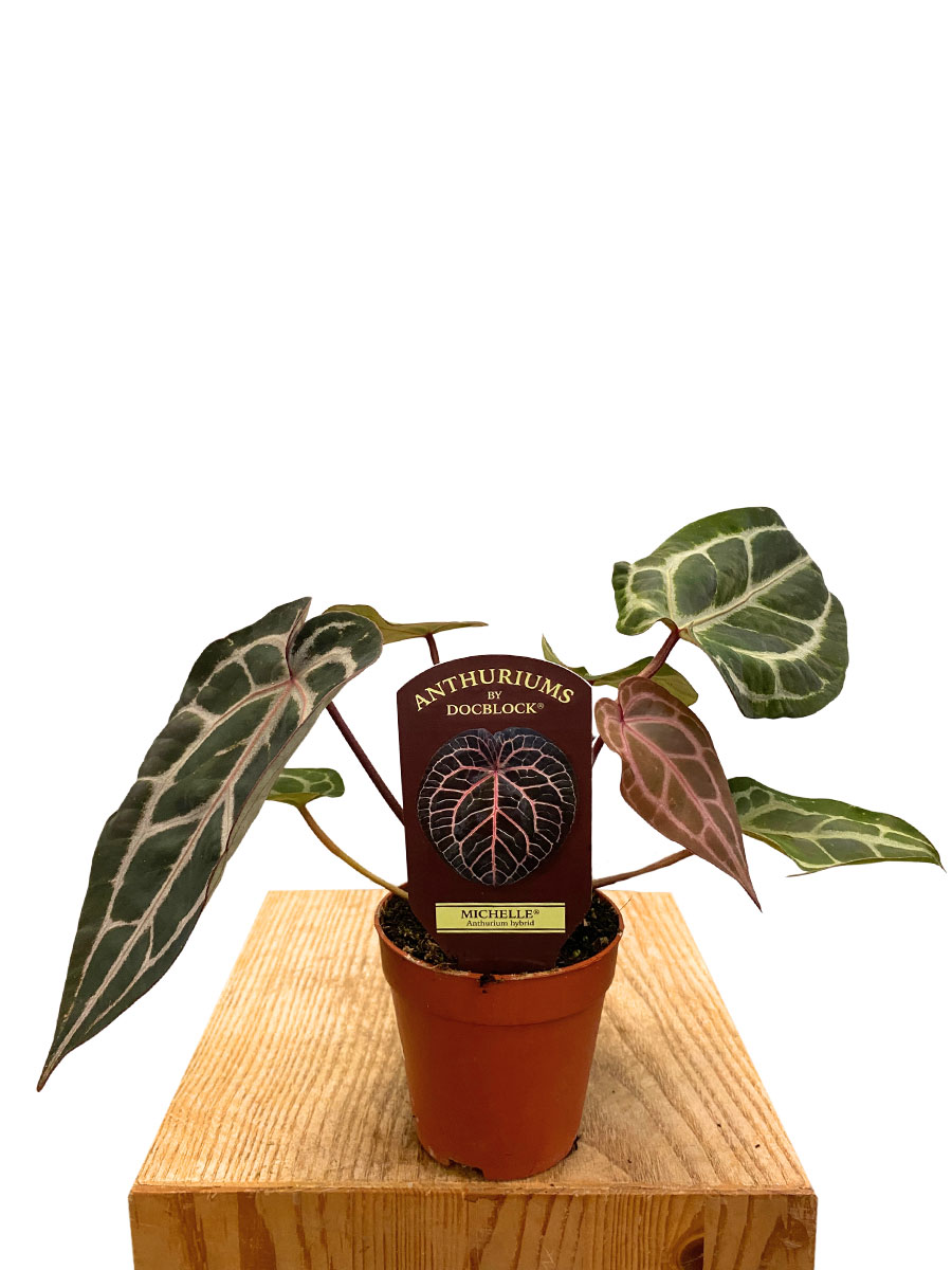Anthurium Michelle® DocBlock