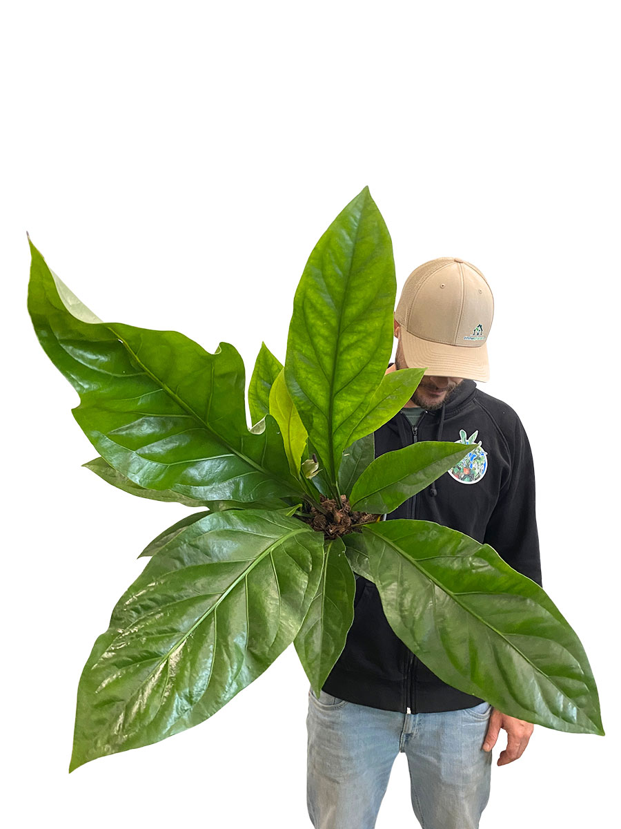 Anthurium Ellipticum