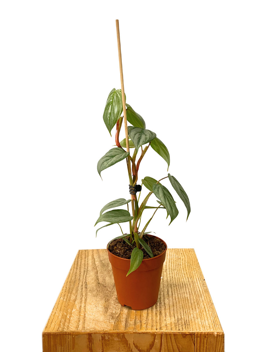 Philodendron Sodiroi