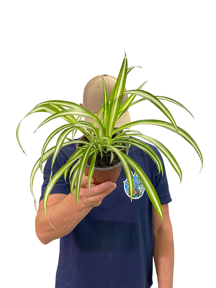 Grünlilie Chlorophytum Variegata
