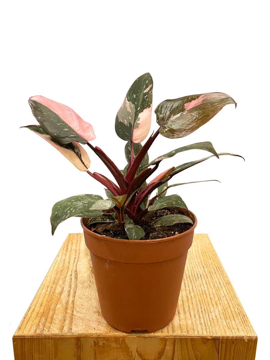 Philodendron Pink Princess