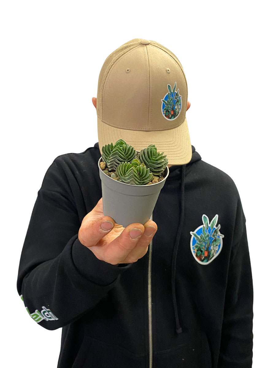 Crassula Buddha's Temple