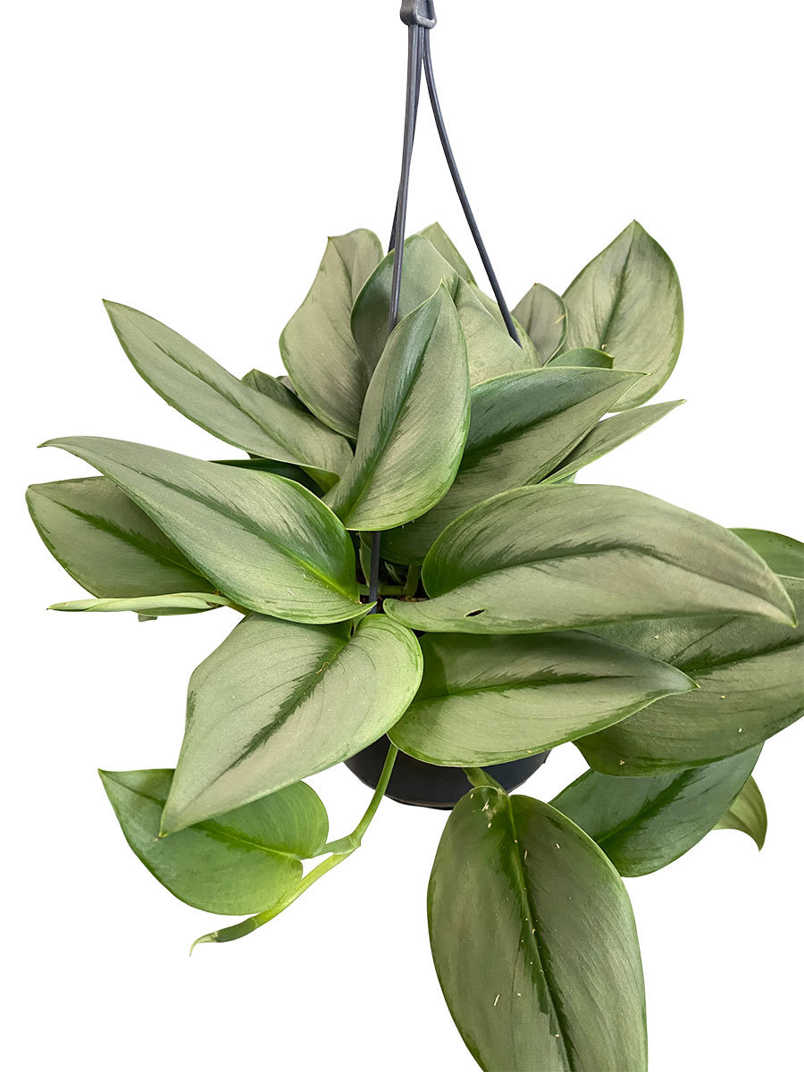 Hänger - Scindapsus Treubii Moonlight