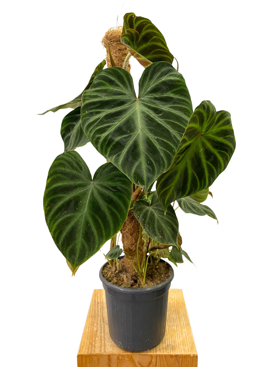 Philodendron Verrucosum Moosstab