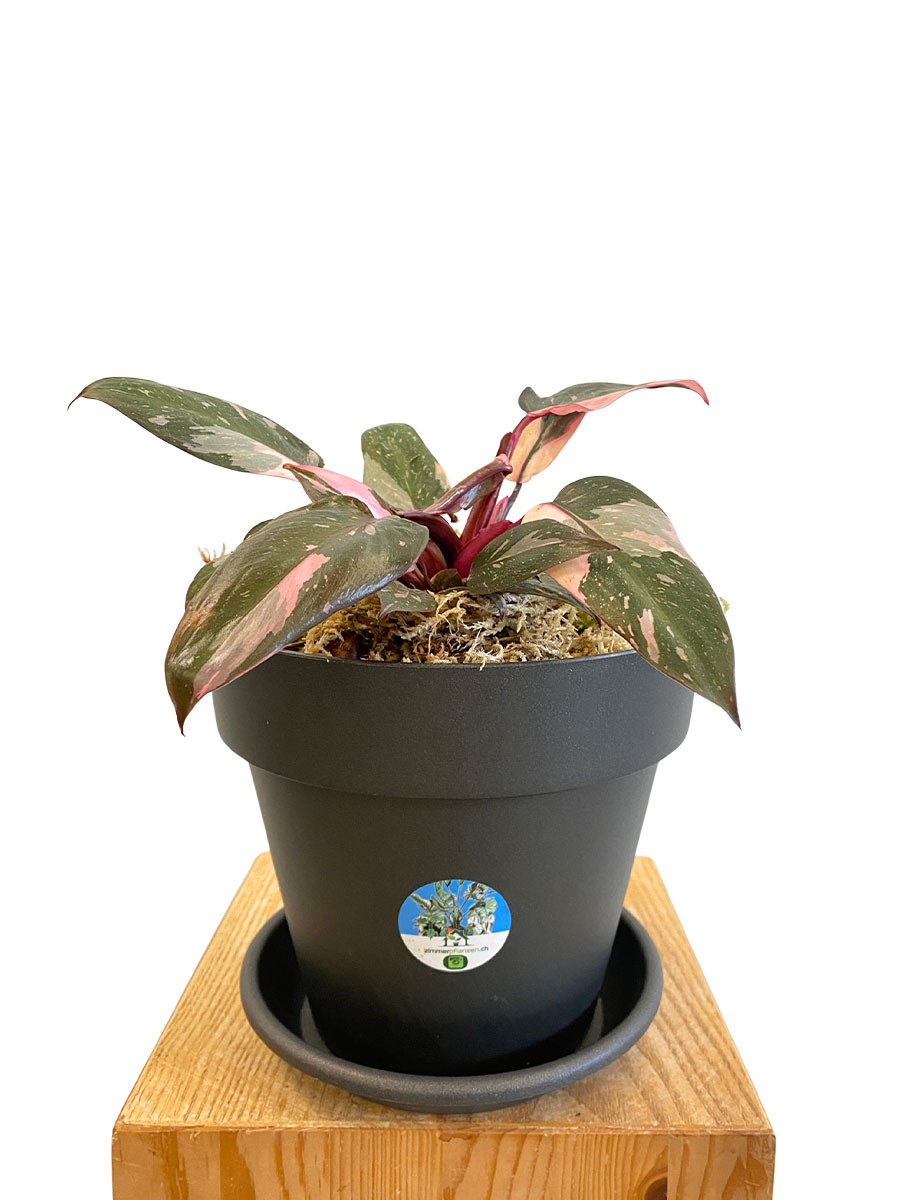 Philodendron Pink Princess