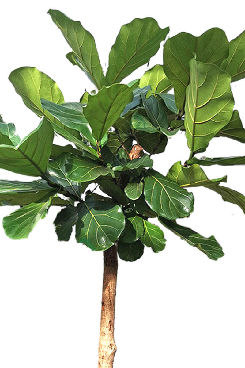 Geigenfeige Ficus lyrata Stamm 200cm