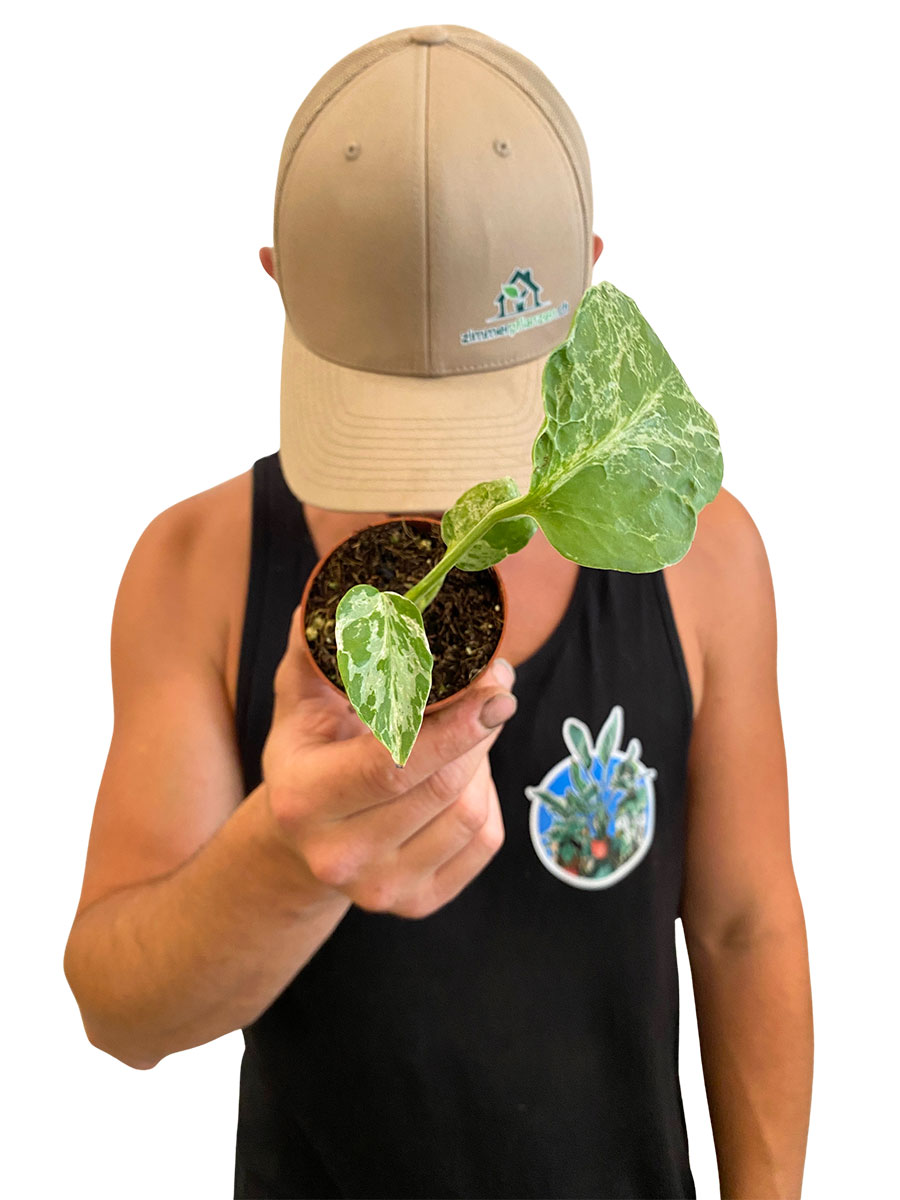 Baby Monstera Bulbasaur