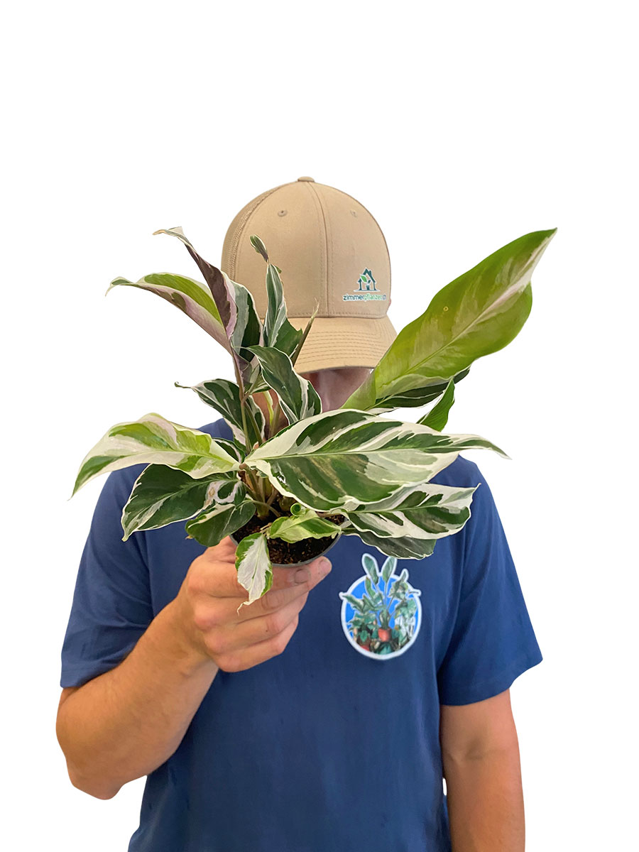 Baby Calathea White Fusion