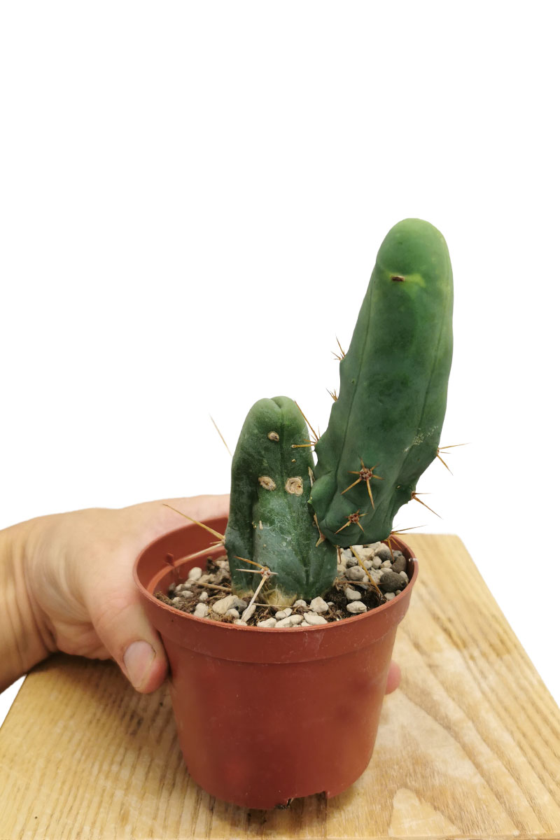 San Pedro Kaktus Trichocereus pachanoi