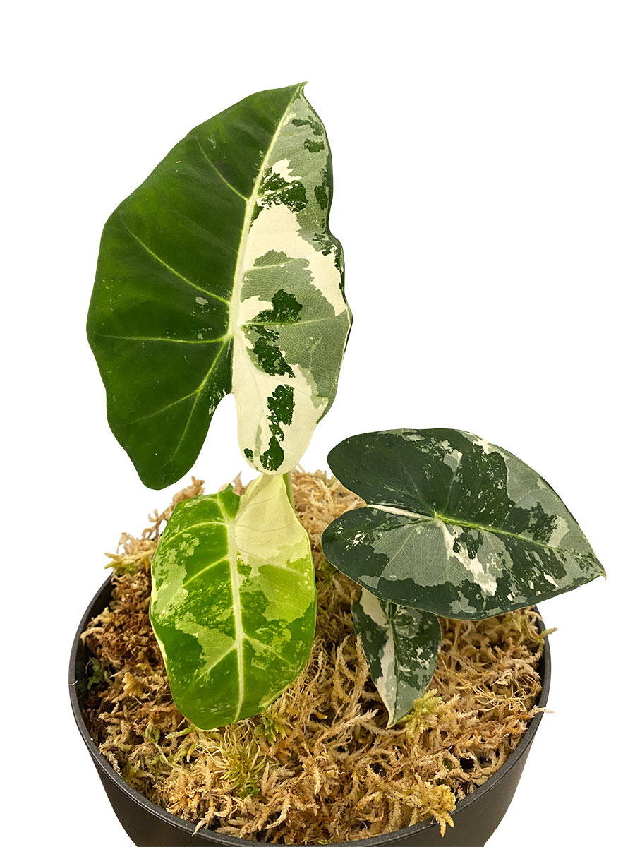Alocasia Frydek Variegata