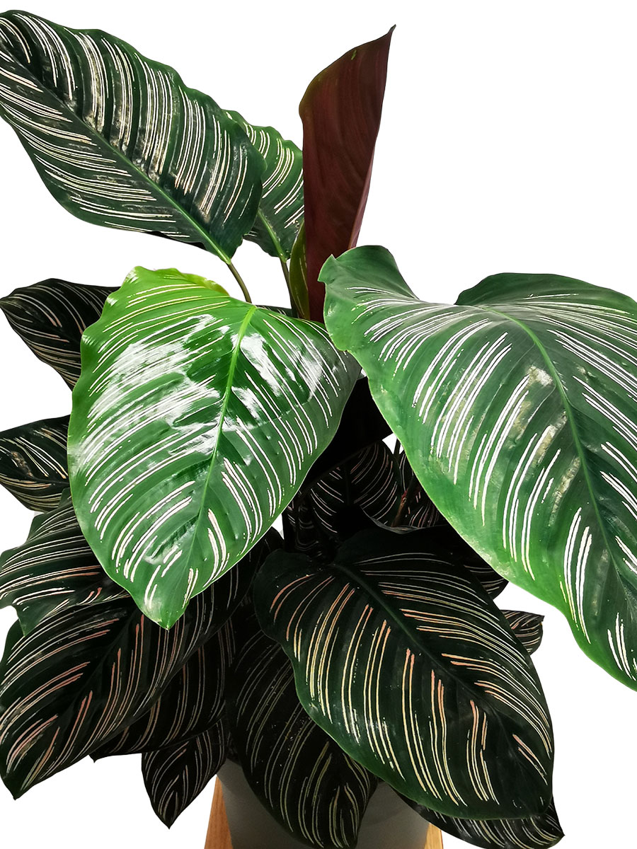 Calathea Ornata