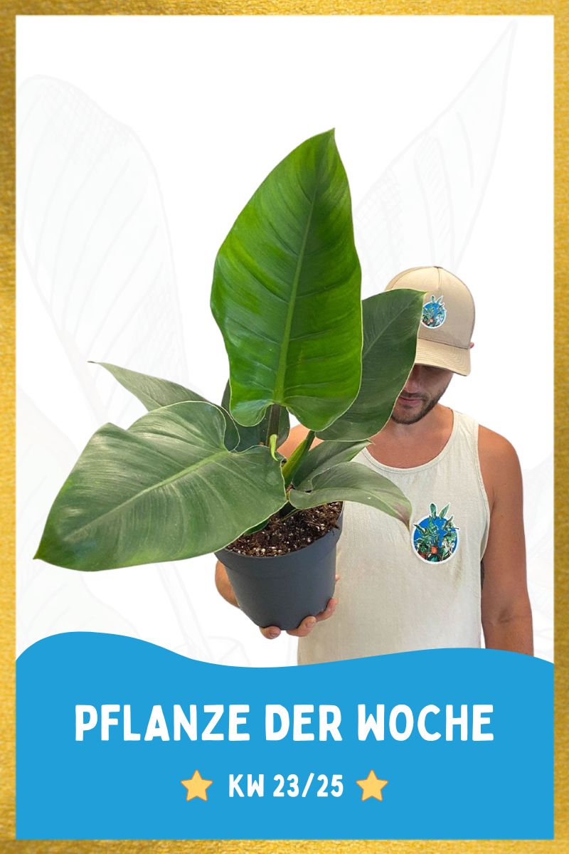 Philodendron Imperial Green