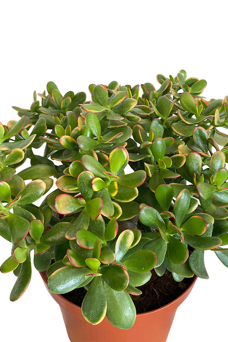Geldbaum Crassula ovata Sunset