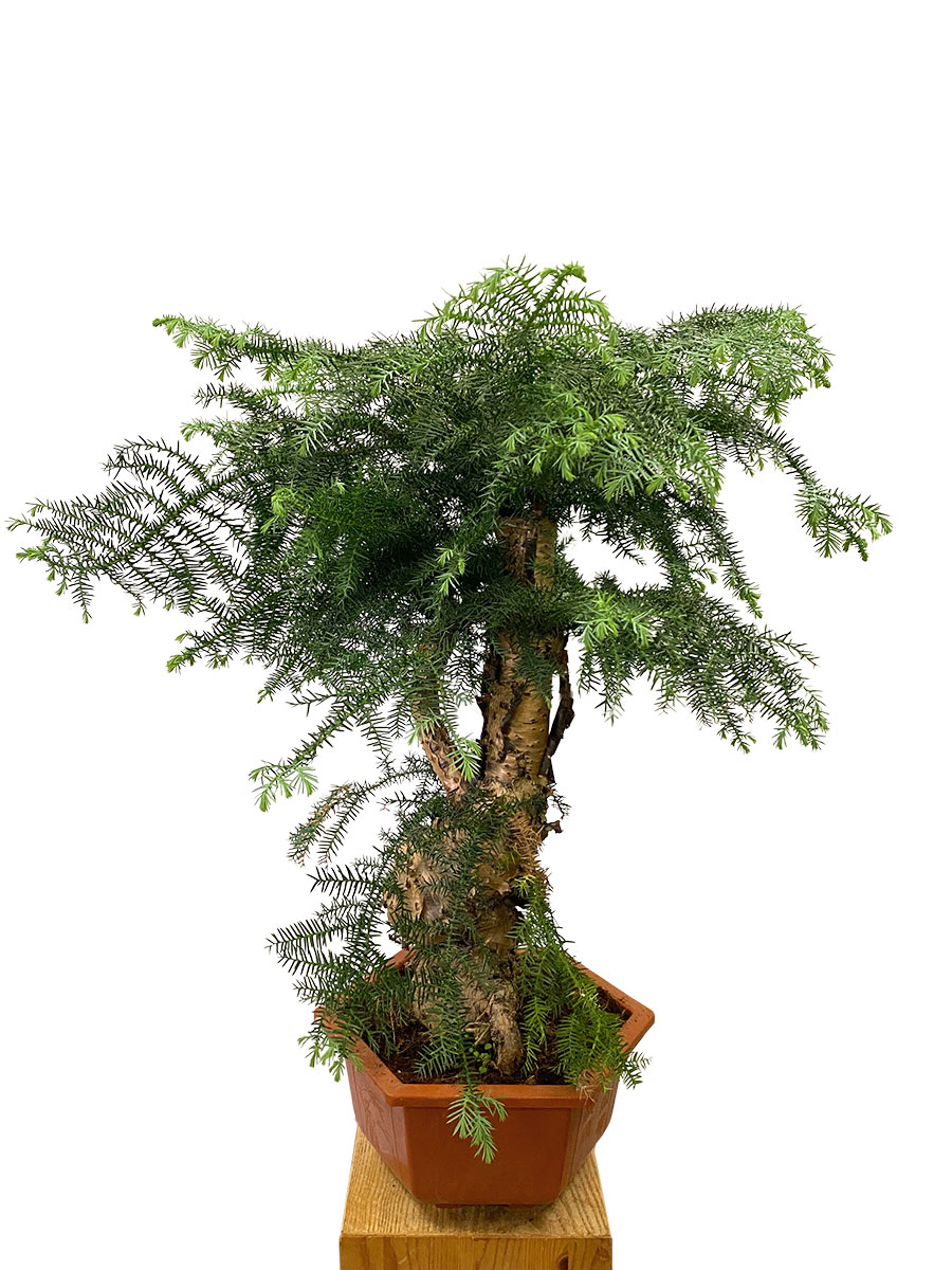 Araucaria Cunninghamii Bonsai S- Form - Ø33 cm
