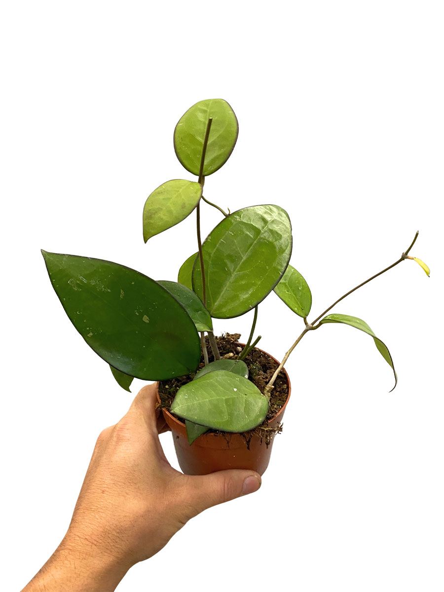 Hoya Sp. Malang 