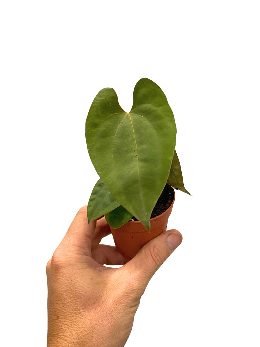 Anthurium Dark Phoenix x Papillilaminum
