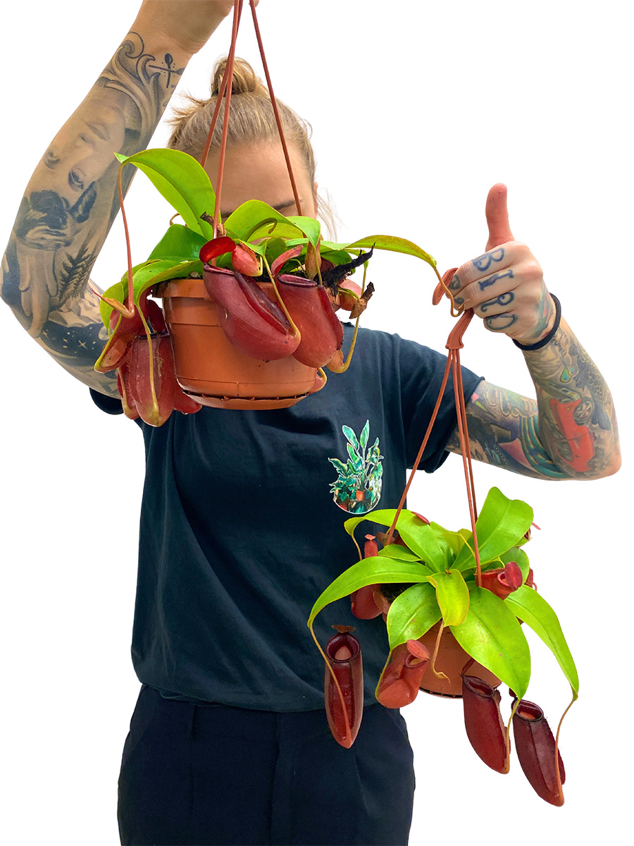 Hänger - Kannenpflanze Nepenthes Bloody Mary