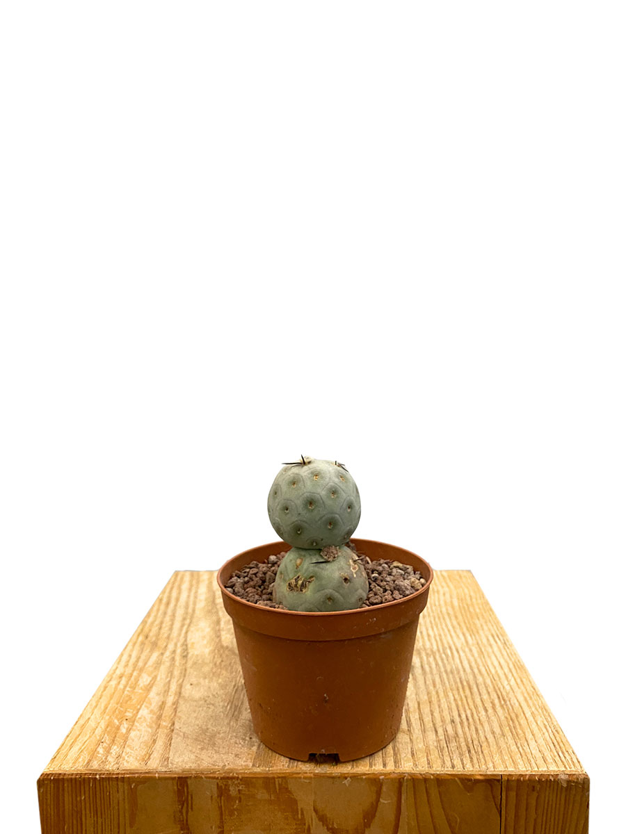 Tephrocactus Geometricus