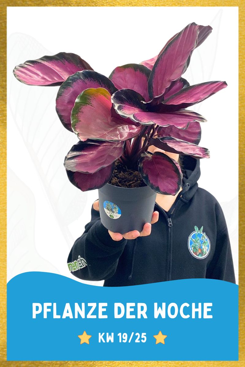 Calathea Rosea picta Crimson