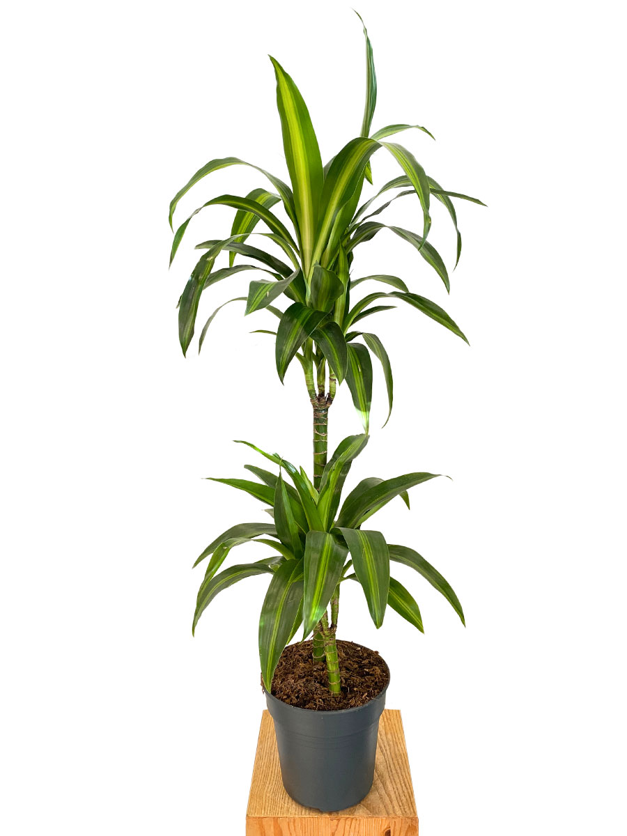 Dracaena Hawaiian Sunshine