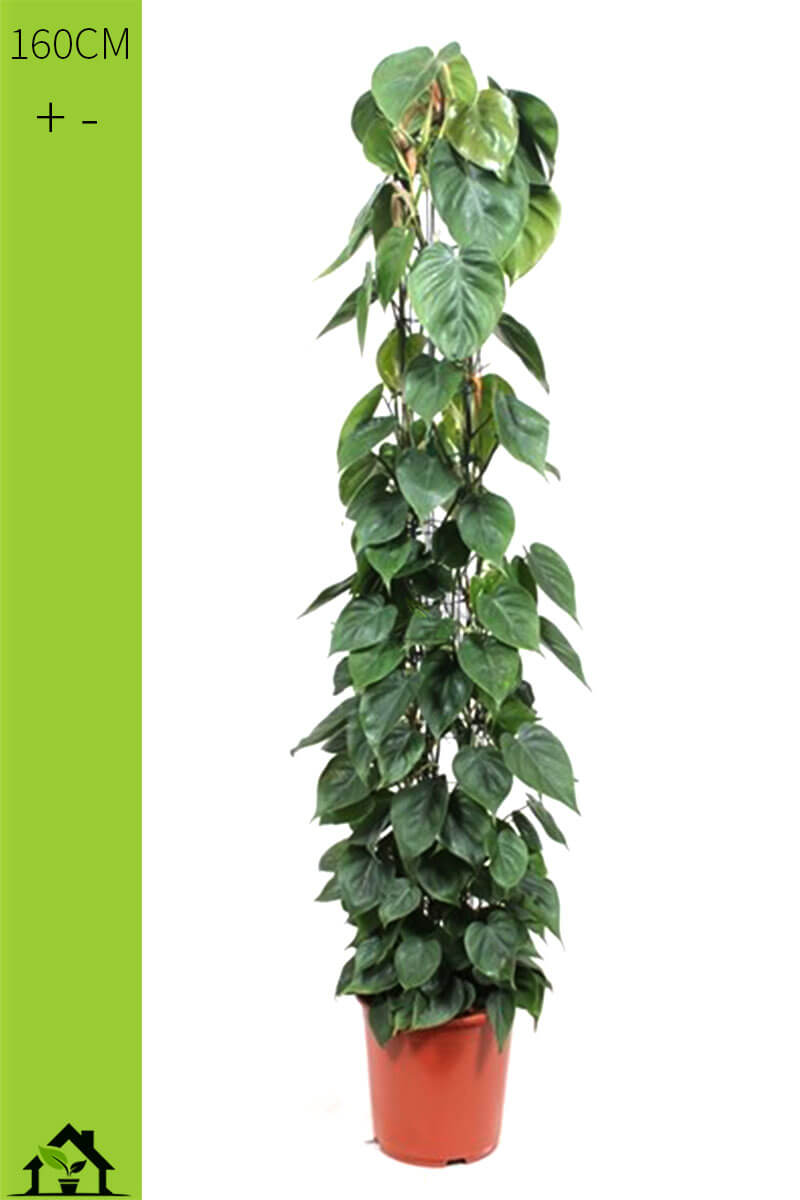 Philodendron scandens Saeule 160cm