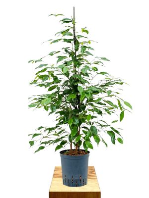 Hydro - Ficus benjamina Exotica