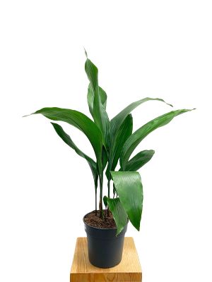 Schusterpalme Aspidistra Elatior