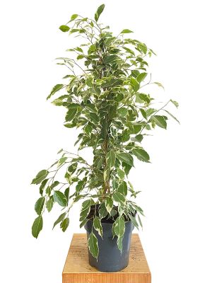 Ficus Benjamina Twilight
