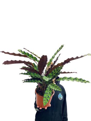 Calathea Lancifolia