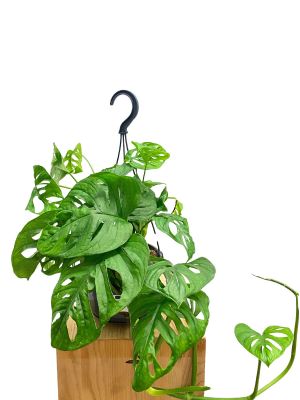Hänger - Monstera Monkey Leaf