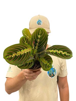 Maranta leuconeura Tricolor