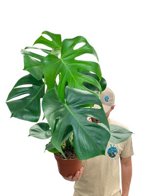Monstera Deliciosa