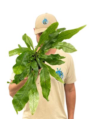 Krokodilfarn Microsorum Crocodyllus