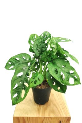 Monstera Monkey Leaf