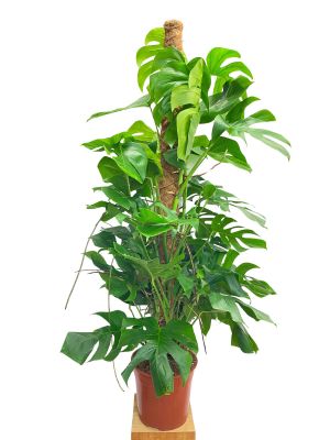 Monstera deliciosa Moosstab