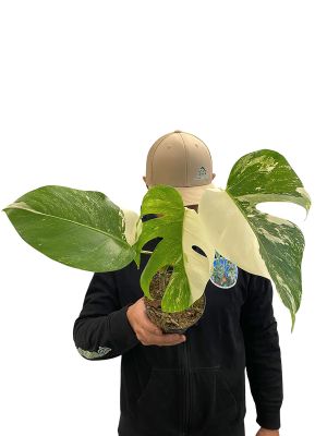 Monstera Variegata Half Moon