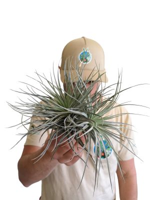 Tillandsia Silver - Gross